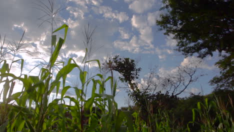 Weizenplantage-Im-Abendlicht