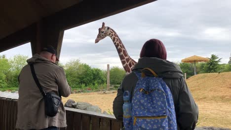 Besucher-Erfreuen-Sich-An-Den-Giraffen-Im-Colchester-Zoo-In-Essex,-Großbritannien
