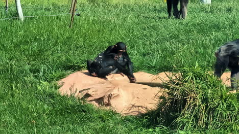 Aufnahme-Einer-Gruppe-Von-Schimpansen-Um-Einen-Künstlichen-Teich-In-Einem-Gehege-Im-Attika-Zoo,-Athen,-Griechenland-An-Einem-Sonnigen-Tag