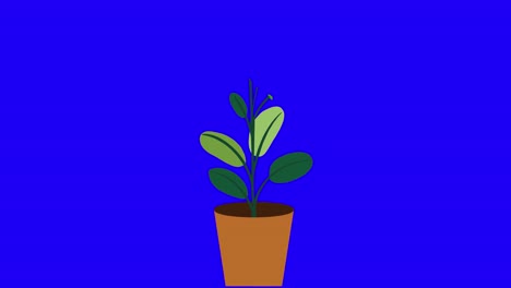 Plant-with-9-leaves-grows-and-germinates-in-terracotta-pot-on-blue-background