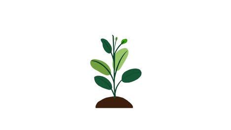 Plant-with-9-leaves-grows-and-germinates-on-Dirt-mound-on-white-background