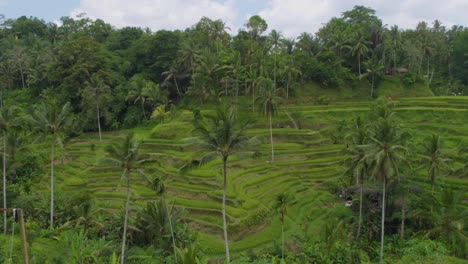 Panorama-of-Tegallalang-rice-terraces-landscape-in-Gianyar,-Bali,-Indonesia