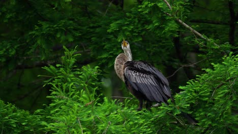 Anhinga-Sentada-En-La-Rama-De-Un-árbol-En-Un-Día-Ventoso-En-Un-Pantano-De-Humedales,-Defecando,-Haciendo-Caca-Y-Orinando-En-Florida-4k