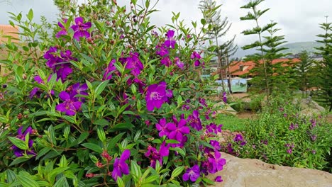Hermosas-Flores-De-Mirto-Rosa-Rhodomyrtus-Tomentosa-De-Color-Púrpura-Tranquilas-Y-Pacíficamente-Sopladas-Por-El-Viento-Durante-El-Día-Con-Un-Fondo-Tropical-Verde-Jardín