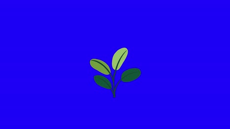 Plant-with-4-leaves-grows-and-germinates-on-blue-background