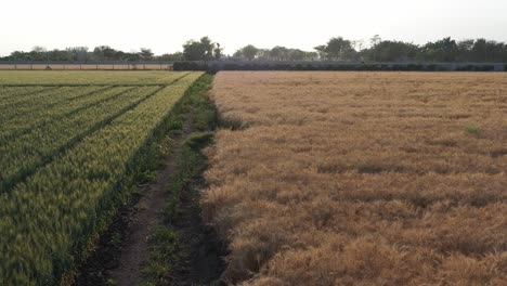 Las-Cámaras-De-Drones-Avanzan-Hacia-Donde-Se-Ve-Una-Gran-Cosecha-De-Trigo.