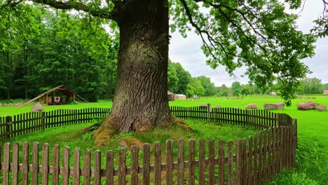 Close-up-shot-at-ancient-tree-surrounded-by-wooden-fence-in-a-calm-green-garden