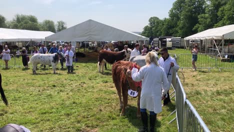 Kühe-Warten-Darauf,-Beim-Wettbewerb-„Best-Of-Breed“-Auf-Der-South-Suffolk-Show-In-Ampton,-Suffolk,-Großbritannien,-Beurteilt-Zu-Werden