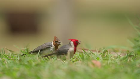 Red-crested-cardinals-forage-on-the-grass-in-a-lush,-green-park-during-the-daytime