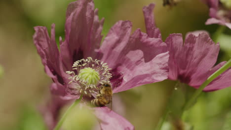 Primer-Plano-De-Abejas-Mientras-Vuelan-Alrededor-De-Una-Amapola-En-Primavera.