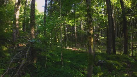 Fast-flight-through-a-thick-forest-between-trees-with-an-FPV-drone-weaving-between-dense-quarry-woodland-with-sunlight-shining-through-trees-and-foliage