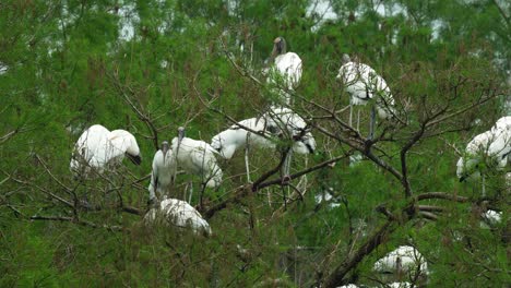 Kolonie-Von-Waldstörchen,-Die-In-Ästen-Sitzen-Und-Sich-Putzen,-Mit-Wind-In-Den-Sumpf-Feuchtgebieten-Von-Florida,-4k