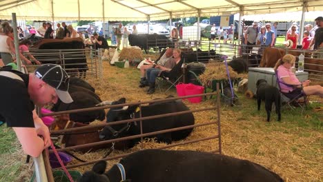 People-pet-the-cows-at-the-South-Suffolk-show-in-Ampton,-Suffolk,-UK