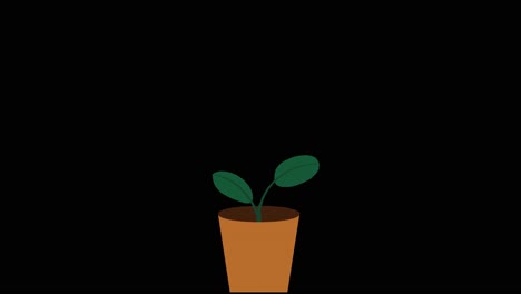 Plant-with-2-leaves-grows-and-germinates-in-terracotta-pot-on-black-background-overlay