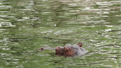 Two-Hippopotamuses-In-Water,-One-Immerses-Under-Surface