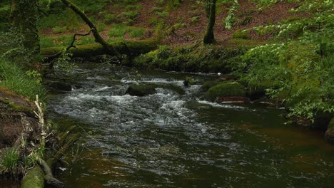 The-River-Fowey-flowing-through-woodland-in-Spring