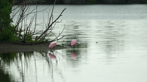 Two-spoonbills-wading-in-calm-shallow-water-near-shoreline,-one-flies-away-Florida-wetlands-4k-60p