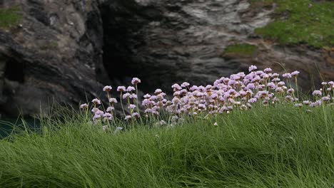 Sparsamkeit,-America-Maritima,-Blüte-Am-Meer