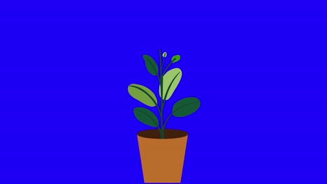 Plant-with-8-leaves-grows-and-germinates-in-terracotta-pot-on-blue-background