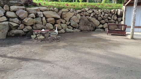 A-beautiful-couple-of-white-Geese-goose-having-a-bath-peacefully-happily-and-silently-on-the-tropical-farm-with-a-rock-background