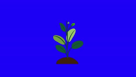 Plant-with-8-leaves-grows-and-germinates-on-dirt-mound-on-blue-background