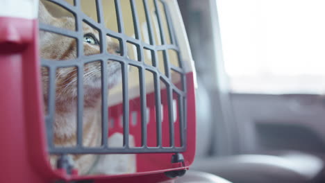 Bengal-cat-sits-in-red-carrier-on-car-seat-on-the-way-to-veterinary-visit