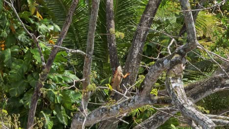 Maravilla-De-La-Vida-Silvestre:-Iguana-Posada-En-Los-árboles.
