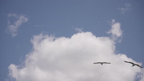Vögel-Fliegen-Zwischen-Den-Wolken