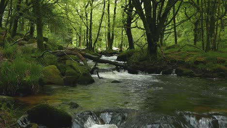The-River-Fowey-flowing-through-woodland-in-late-Spring