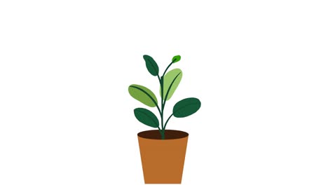 Plant-with-6-leaves-grows-and-germinates-in-terracotta-pot-on-white-background