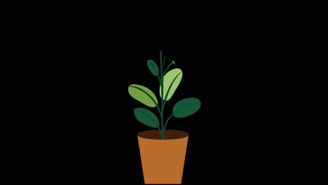 Plant-with-9-leaves-grows-and-germinates-in-terracotta-pot-on-black-background-overlay