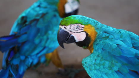 A-couple-of-Blue-and-yellow-Macaws-in-an-indigenous-shelter-in-the-city-of-Minaçú,-State-of-Goiás,-Brazil