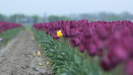 Isolated-yellow-flower-stands-alone-amongst-meadow-of-purple-flowers