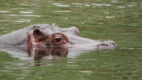 Cabeza-De-Hipopótamo-Común-Sumergida-En-Un-Río-En-El-Zoológico-De-Seúl,-Corea-Del-Sur