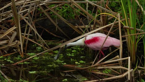 Roseate-spoonbill-dabbling,-searching-for-stick-for-nest-building-in-Florida-wetlands-marsh-aquatic-plants-4k
