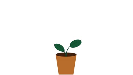 Plant-with-2-leaves-grows-and-germinates-in-terracotta-pot-on-white-background