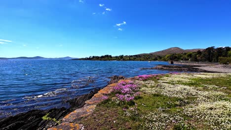 Irlanda-Lugares-épicos-Flores-Silvestres-Cubren-La-Costa-Hermoso-Paisaje-Natural-En-La-Península-De-Beara-West-Cork-En-El-Camino-Atlántico-Salvaje
