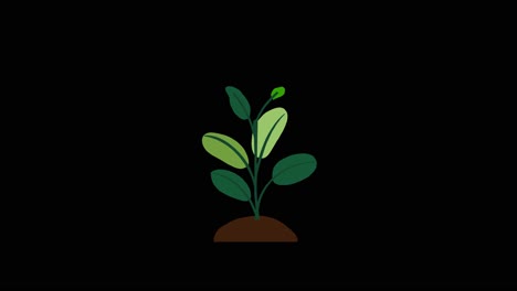 Plant-with-6-leaves-grows-and-germinates-on-dirt-mound-on-black-background-overlay