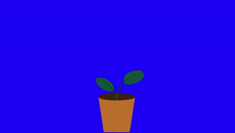 Plant-with-2-leaves-grows-and-germinates-in-terracotta-pot-on-blue-background