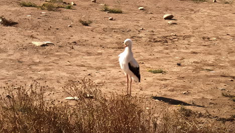 A-solitary-stork-stands-on-dry,-barren-ground-under-the-bright-sun