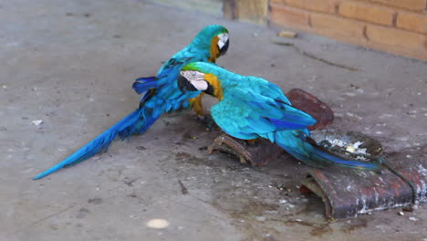 A-couple-of-Blue-and-yellow-Macaws-in-an-indigenous-shelter-in-the-city-of-Minaçú,-State-of-Goiás,-Brazil
