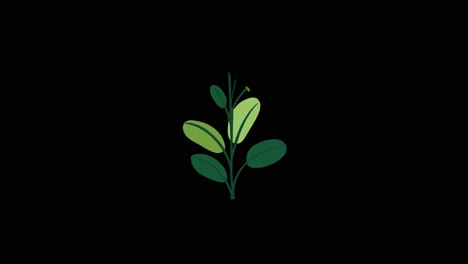 Plant-with-9-leaves-grows-and-germinates-on-black-background-overlay