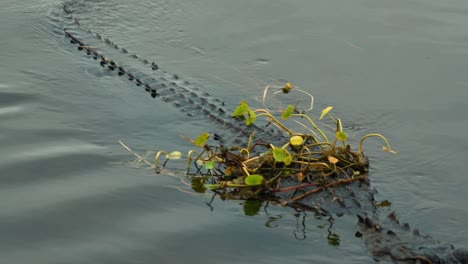 Alligator-Schwimmt-Langsam-In-Ruhigem-Wasser-Mit-Vegetation-Auf-Dem-Rücken-An-Der-Kamera-Vorbei,-Sumpfgebiete-Von-Florida,-Feuchtgebiete-Von-Orlando,-4k-60p