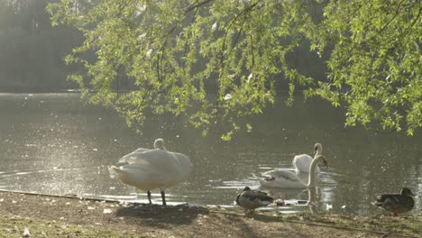 Slow-Motion-of-Swans-and-Ducks-by-Lake-at-Sunrise-with-Trees-Above