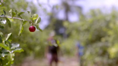 Focus-rack-shot,-orchard-employees,-Acerola-Fruit-plants-harvest-ready