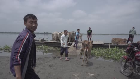 Cows-are-being-moved-across-the-Brahmaputra-river
