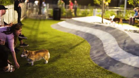 Perro-Del-Parque-Domino-Corre-Una-Mujer-Lanzando-Una-Pelota-A-Su-Perro