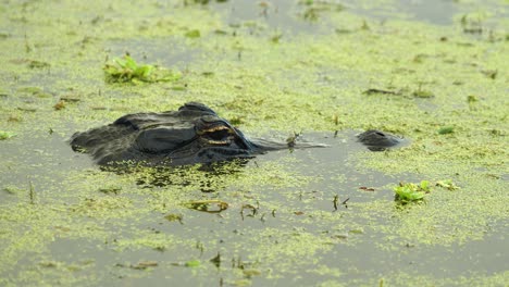 Close-up-of-alligator-eyes-and-snout-above-calm-water-with-algae,-Florida-marsh-wetlands-4k-60p