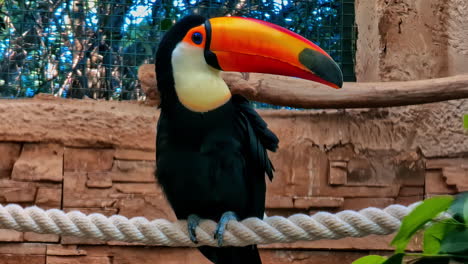 The-toco-toucan,-Ramphastos-toco,-is-the-largest-species-of-toucan---perched-on-a-rope
