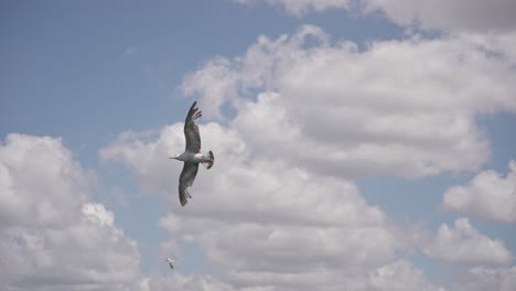 Vögel-Fliegen-Zwischen-Den-Wolken